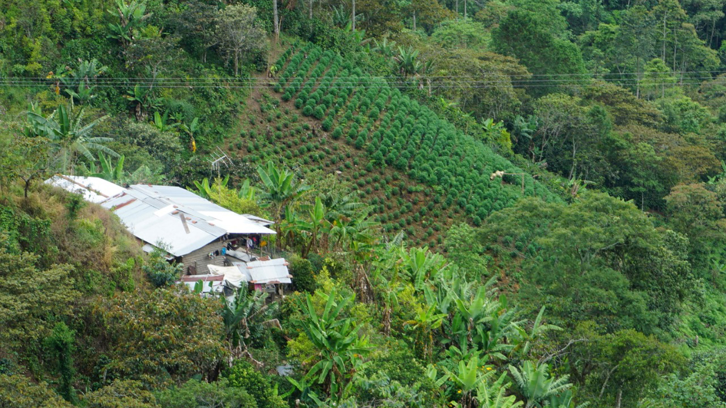 Cultivos de uso ilícito en territorios del Cauca.